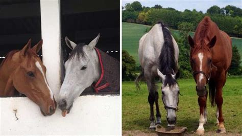 gay horses|This story about gay horses is honestly heartbreaking .